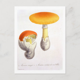 Amanita Caesaria from 'Phytographie Medicale' by J Postcard