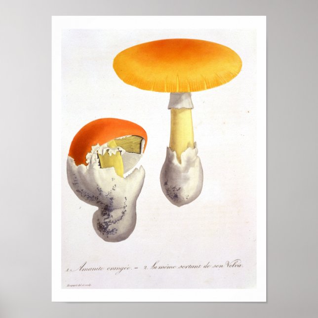 Amanita Caesaria from 'Phytographie Medicale' by J Poster (Front)