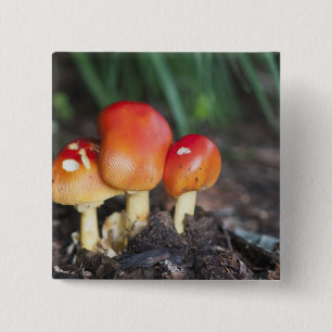 Amanita family mushroom 15 cm square badge