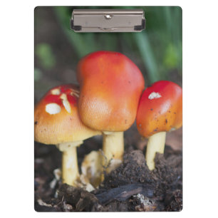 Amanita family mushroom clipboard