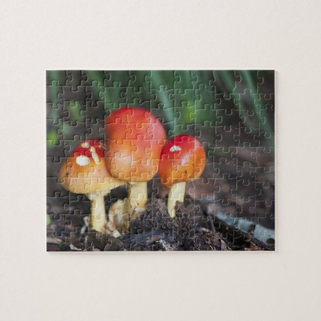 Amanita family mushroom jigsaw puzzle (Horizontal)
