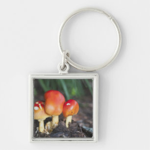 Amanita family mushroom key ring