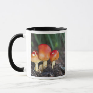 Amanita family mushroom mug