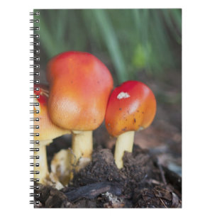 Amanita family mushroom notebook