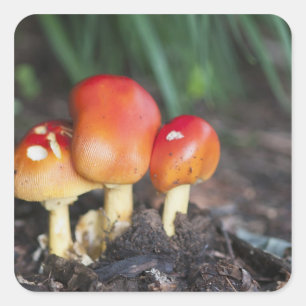 Amanita family mushroom square sticker