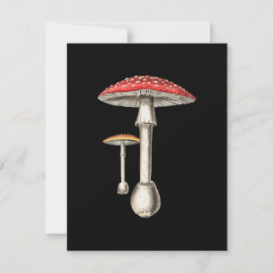 Amanita Muscaria Mushroom Botanical Nature Fungi