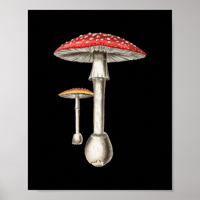 Amanita Muscaria Mushroom Botanical Nature Fungi Poster (Front)