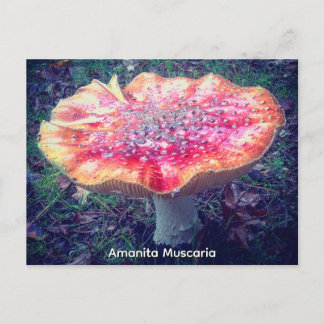 Amanita Muscaria Postcard