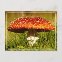 Amanita muscaria