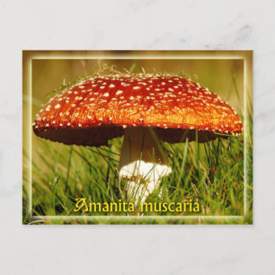 Amanita muscaria postcard