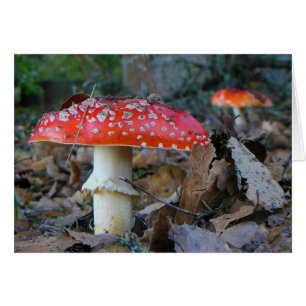Amanita Mushrooms Blank Card