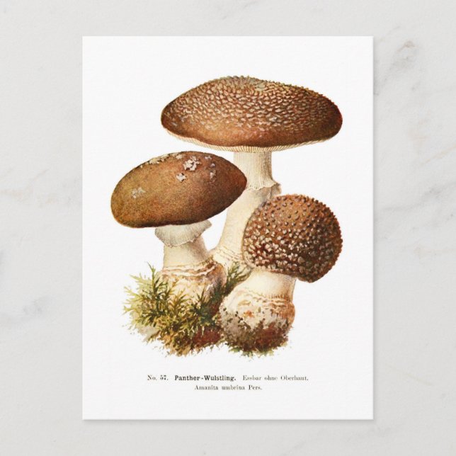 Amanita umbrina postcard (Front)