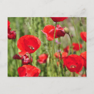 Amapolas Postcard