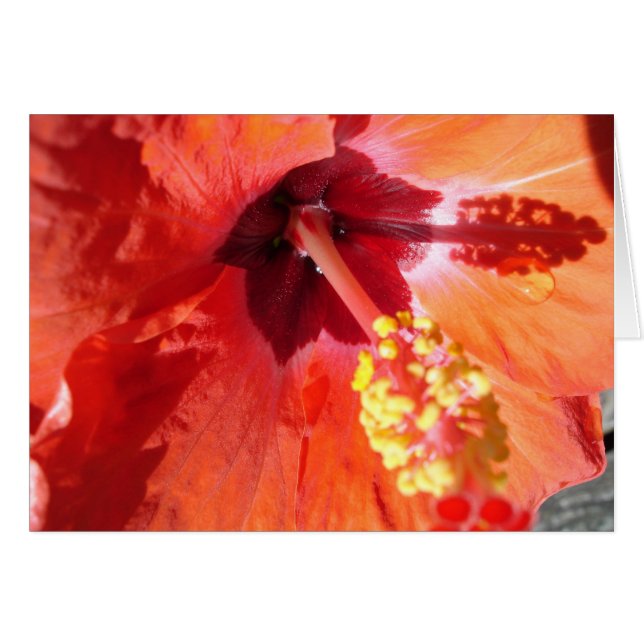 Amarylis Greeting Card (Front Horizontal)