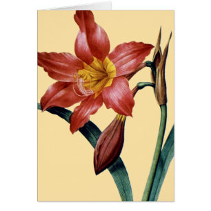 Amaryllis