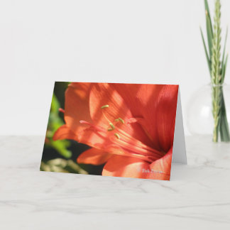 Amaryllis 01 Card