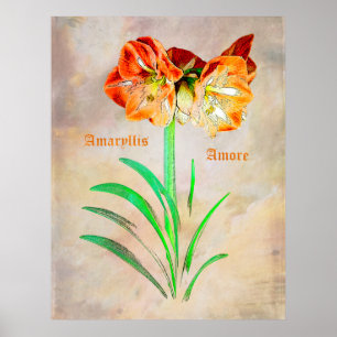 Amaryllis Amore Poster