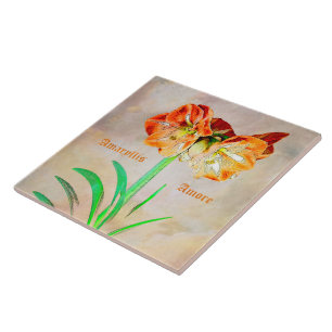 Amaryllis Amore Tile