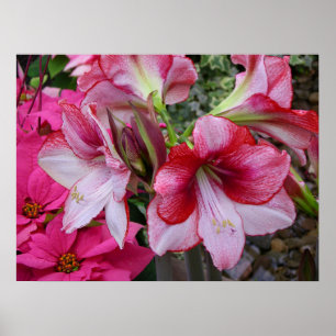 Amaryllis and Poinsettia Red Holiday Flowers Poster
