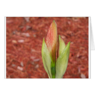 Amaryllis Apple blossom flower bud