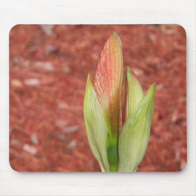 Amaryllis Apple blossom flower bud Mouse Pad (Front)
