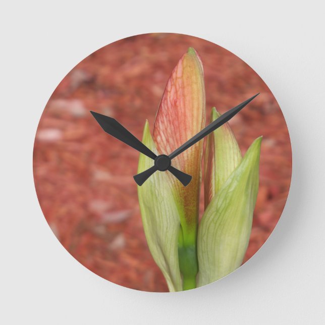 Amaryllis Apple blossom flower bud Round Clock (Front)