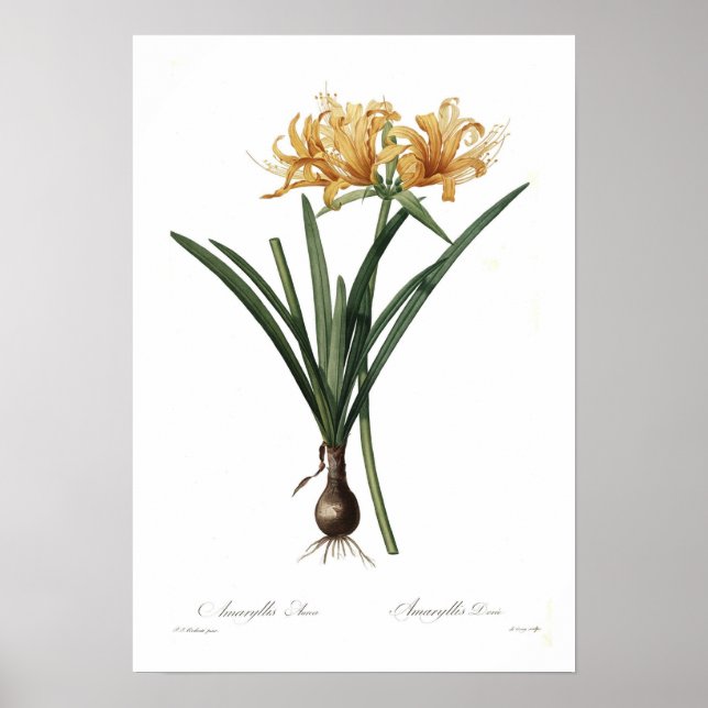 Amaryllis aurea poster (Front)