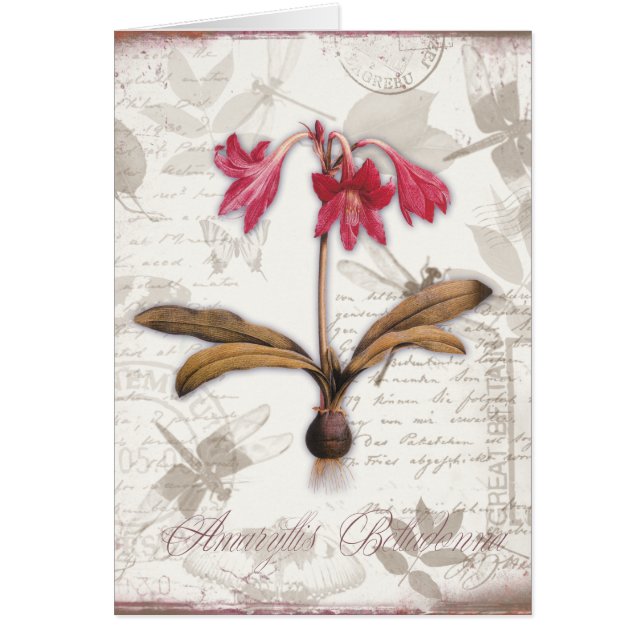 Amaryllis Belladonna (Front)