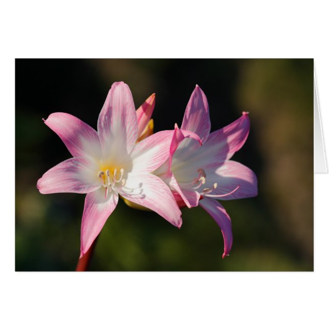 Amaryllis belladonna (Front Horizontal)