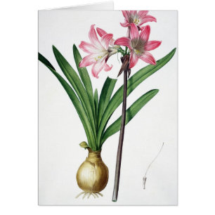 Amaryllis Belladonna, from 'Les Liliacees', engrav