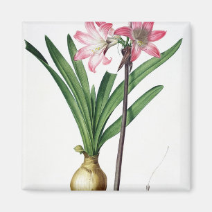 Amaryllis Belladonna, from 'Les Liliacees', engrav Magnet