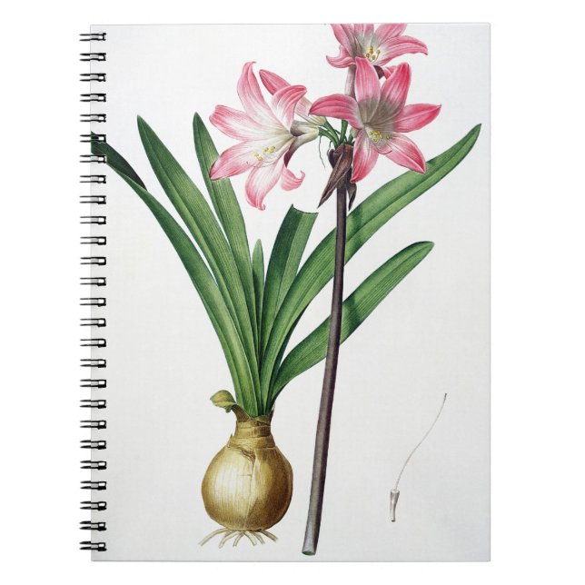 Amaryllis Belladonna, from 'Les Liliacees', engrav Notebook (Front)