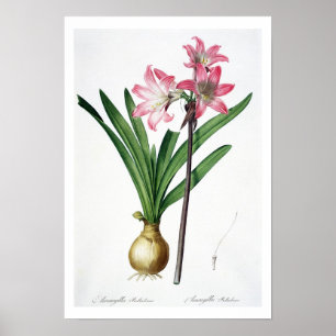Amaryllis Belladonna, from 'Les Liliacees', engrav Poster