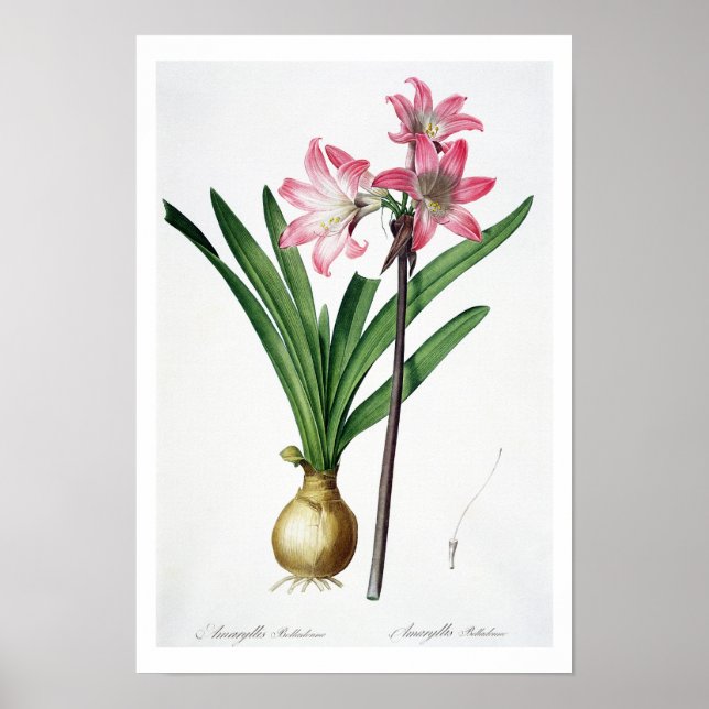 Amaryllis Belladonna, from 'Les Liliacees', engrav Poster (Front)