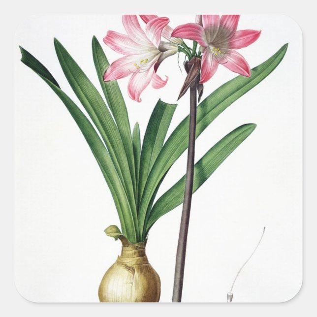 Amaryllis Belladonna, from 'Les Liliacees', engrav Square Sticker (Front)