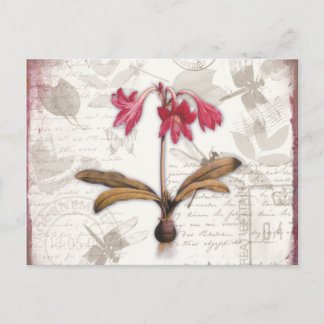 Amaryllis Belladonna Postcard