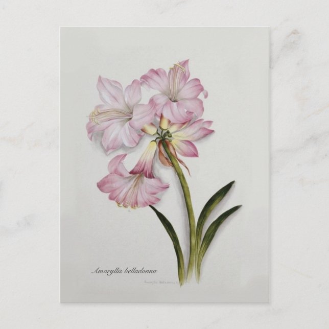 Amaryllis belladonna postcard (Front)