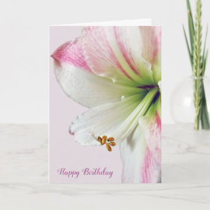 amaryllis birthday macro card