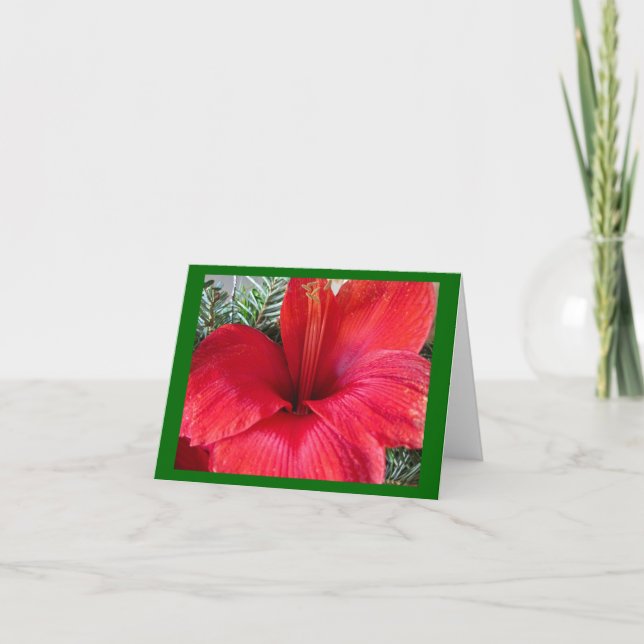 Amaryllis Blossom Holiday Card (Front)