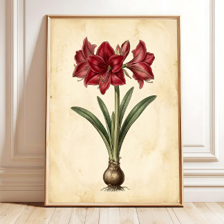 Amaryllis Botanical Vintage Canvas Wall Art