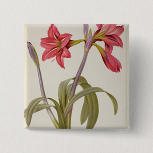 Amaryllis Brasiliensis 15 Cm Square Badge