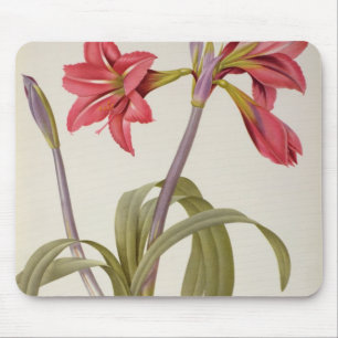 Amaryllis Brasiliensis Mouse Pad