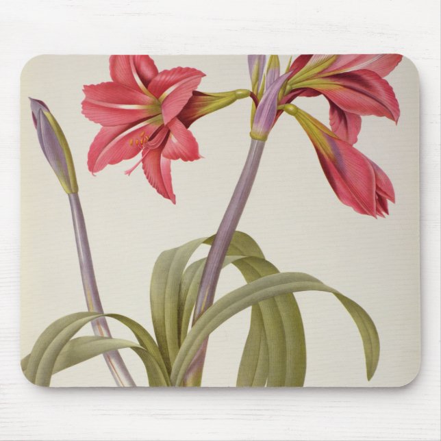 Amaryllis Brasiliensis Mouse Pad (Front)