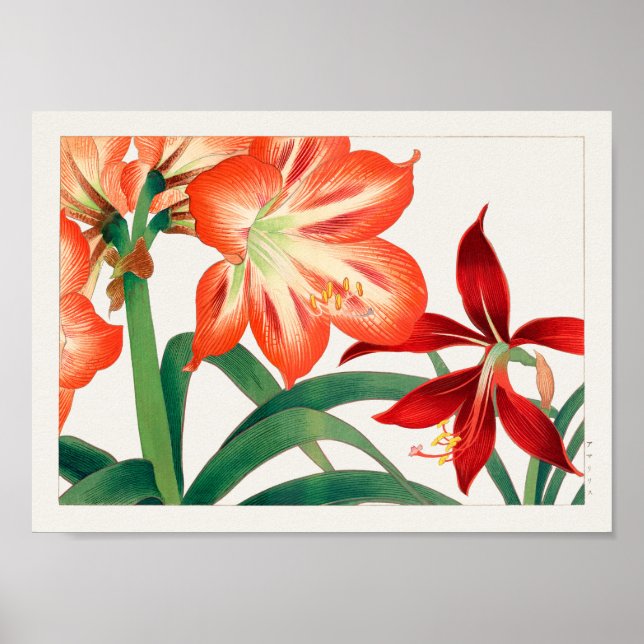 Amaryllis by Tanigami Konan Poster (Front)