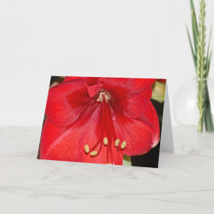 Amaryllis Card