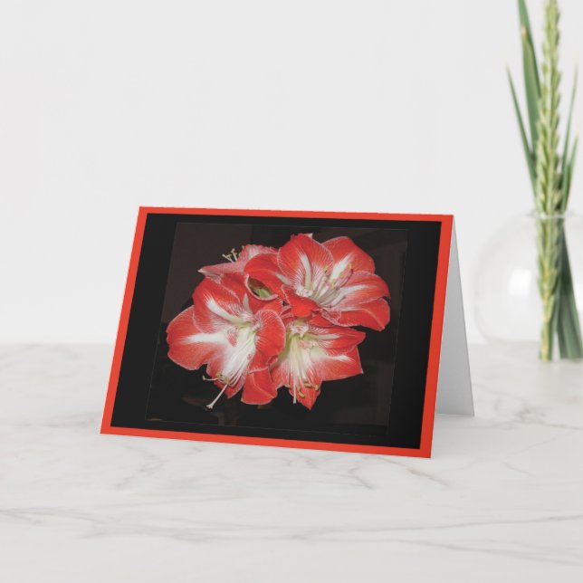 Amaryllis card (Front)