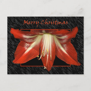 Amaryllis Christmas Postcard