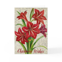 Amaryllis, Christmas Wishes.