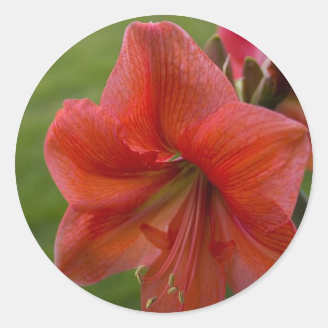 Amaryllis Classic Round Sticker (Front)