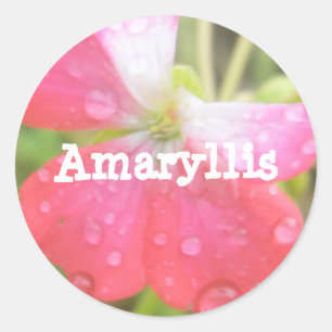 Amaryllis Classic Round Sticker
